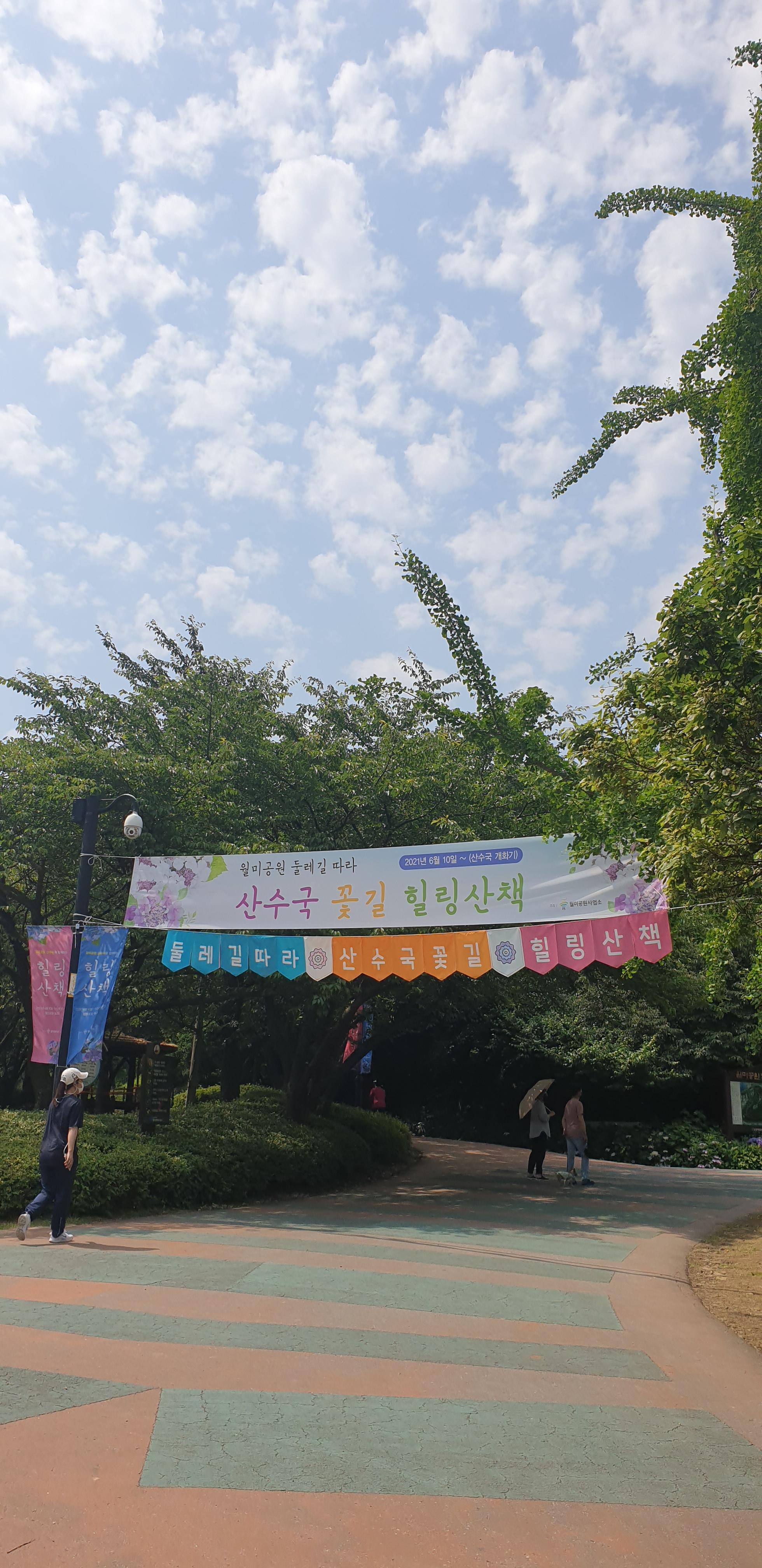  월미산 산수국 꽃길 힐링 산책