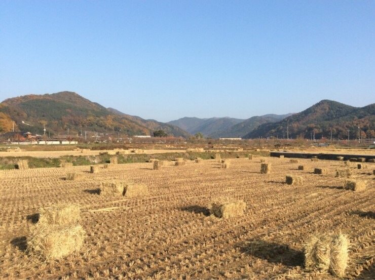  청도 대전리 은행나무&먹거리