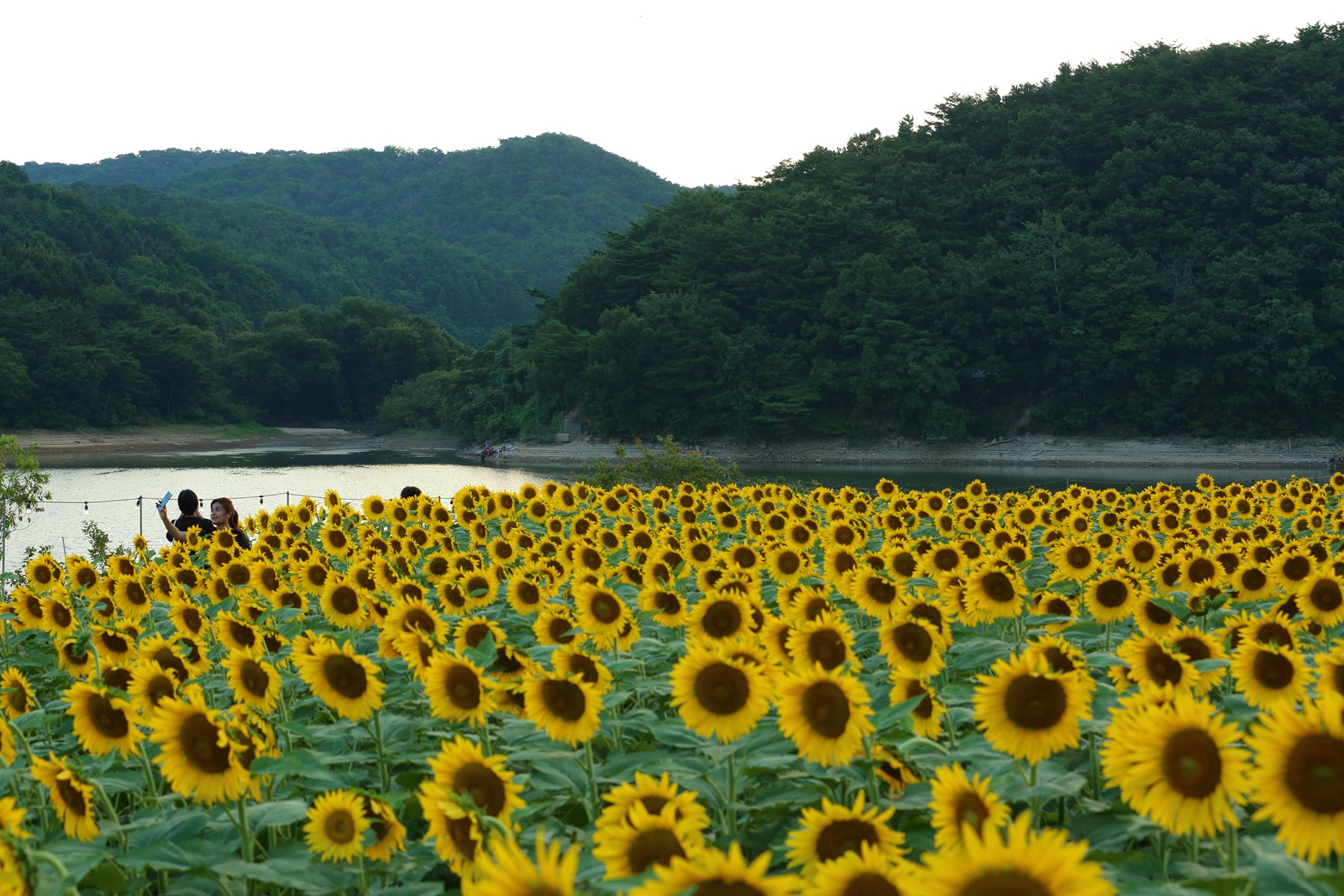 바실라 이미지