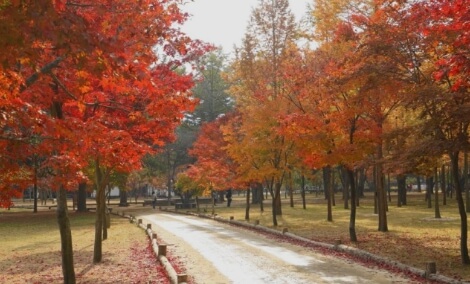 남이섬의 산책로