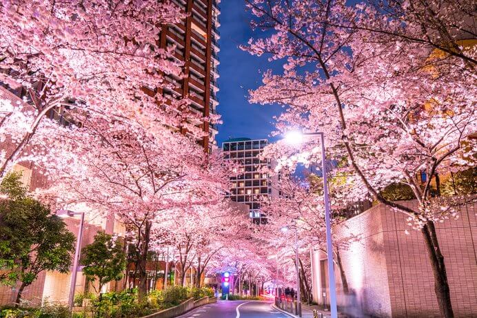 도쿄 벚꽃6