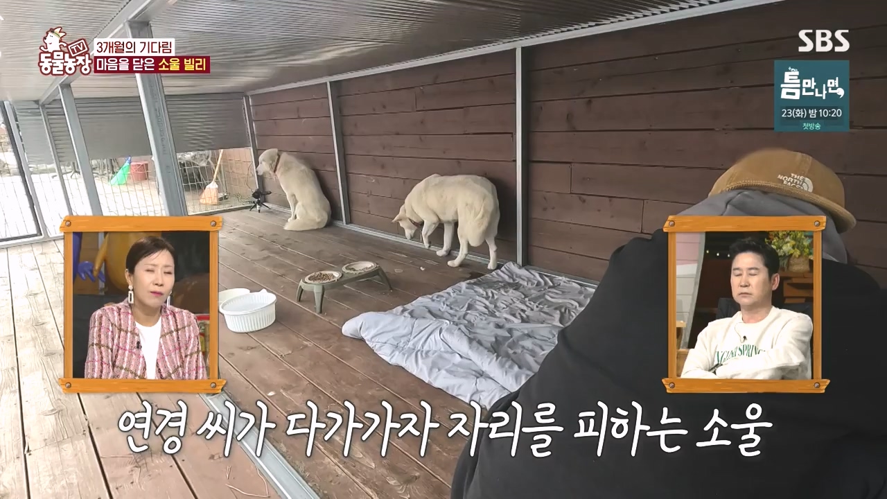 TV 동물농장.E1167.240415p-NEXT.mp4_20240414_160931.982.jpg