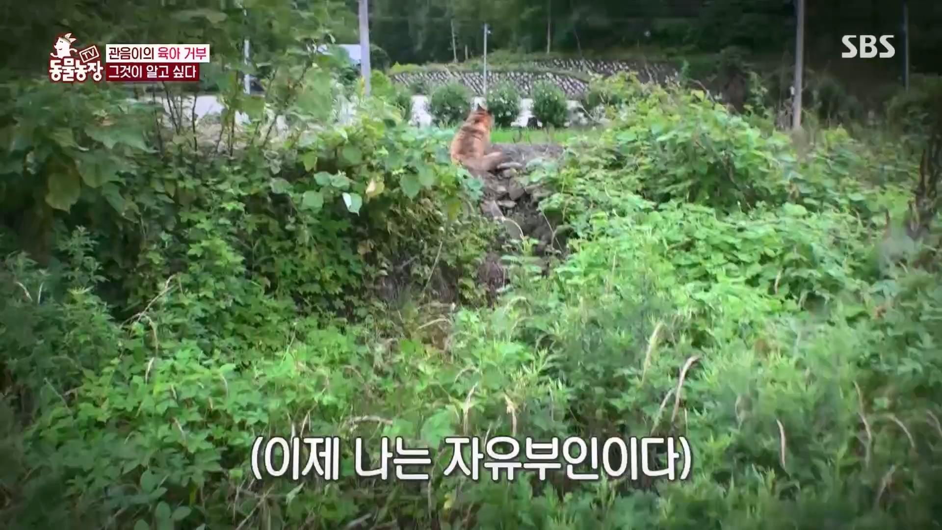 TV 동물농장.E1130.230723p.H264-F1RST.mp4_20230723_171204.185.jpg