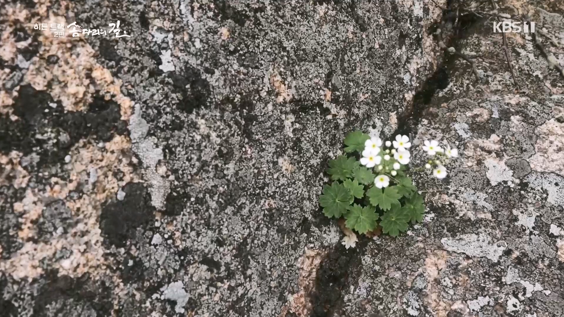 다큐 인사이트.E02.231215p.H264-F1RST.mp4_20231216_185015.192.jpg
