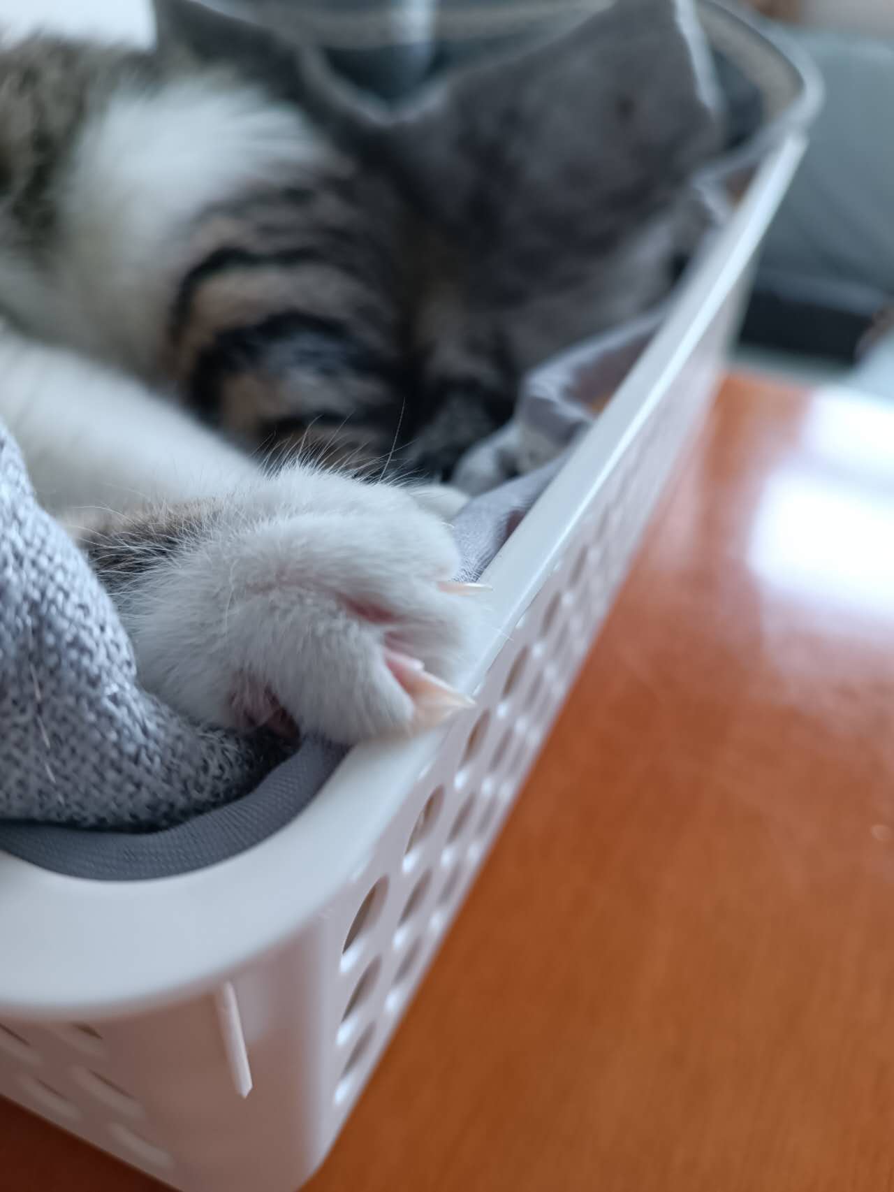 하미-고양이-집