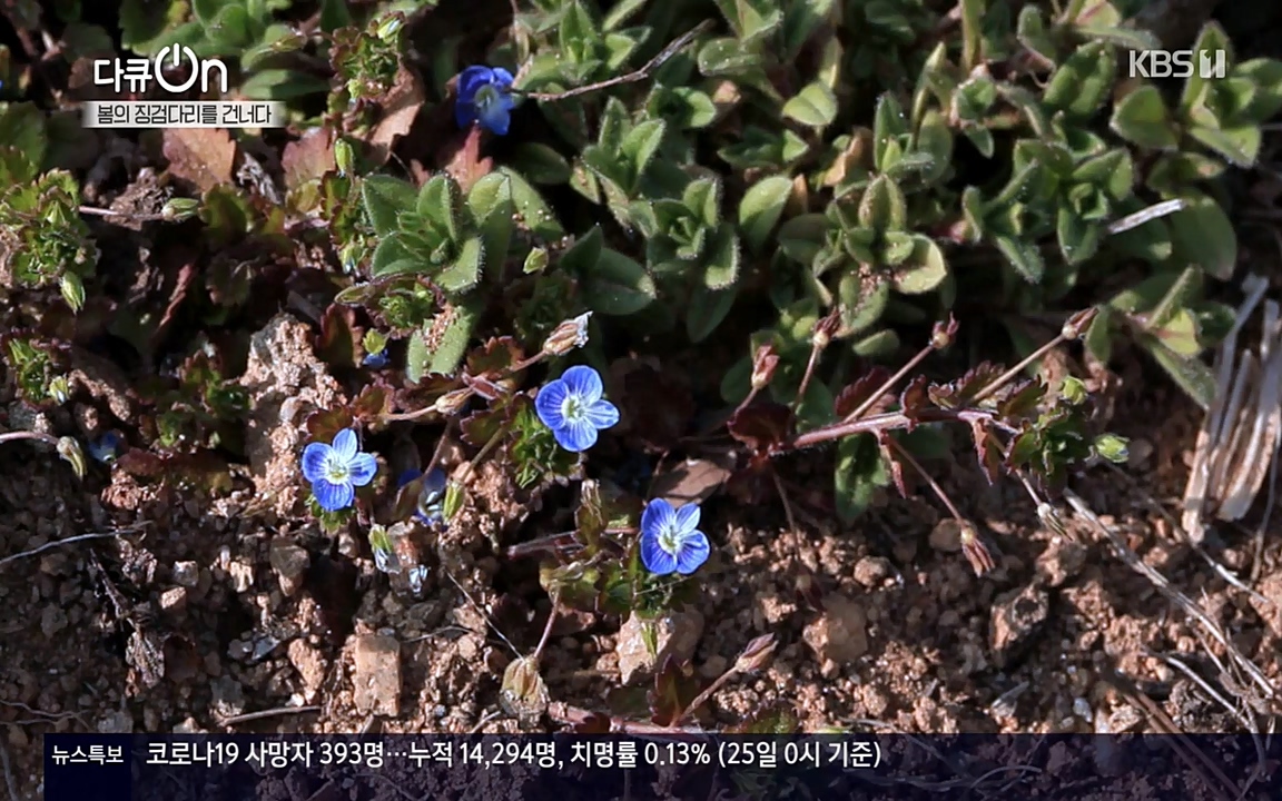 다큐 온.E132.220326p-NEXT.mp4_20220403_181716.729.jpg