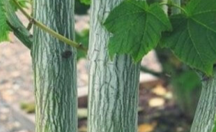 벌나무의 13가지 효능과 조리방법 및 벌나무의 부작용