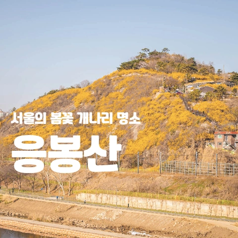  서울의 봄꽃 개나리 명소 "응봉산"