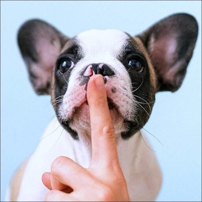 귀가 큰 귀여운 작은 강아지 입에 사람이 자신의 손가락으로 쉿!을 하고 있는 모습