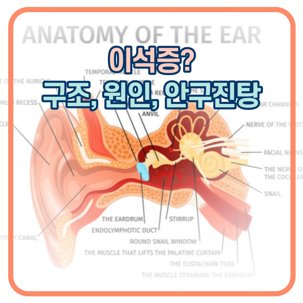 이석증. 전정기관의 구조&#44; 원인&#44; 안진의 원리 등등