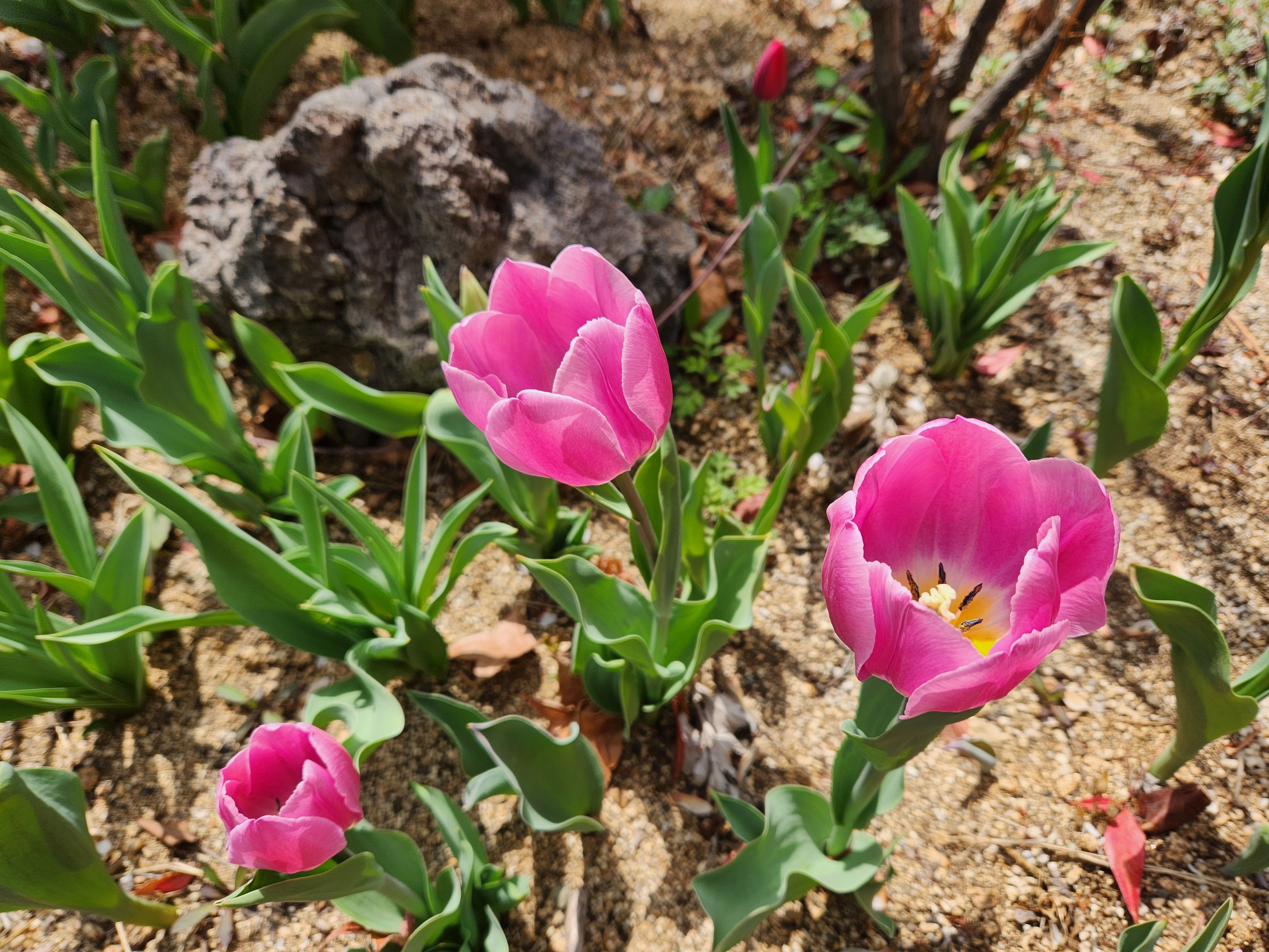 튤립 (Tulip)