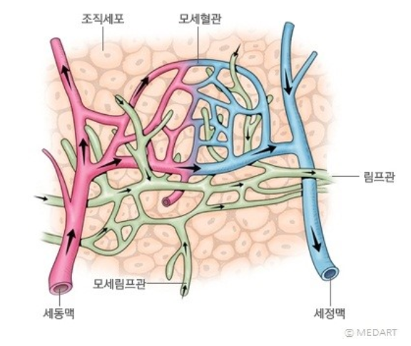 림프관