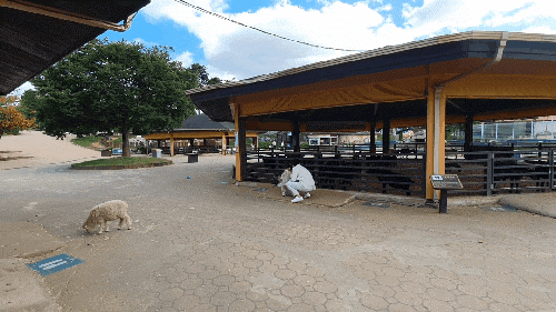 평일 입장료 할인행사 중 안성팜랜드 동물체험 핑크뮬리, 1