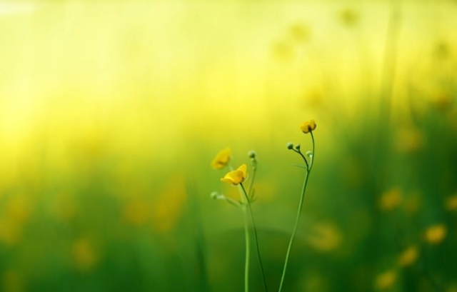 노란 봄꽃 이미지