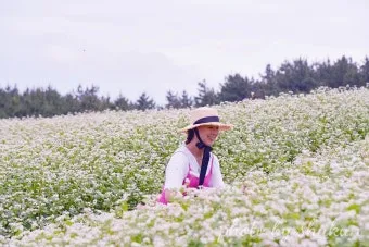 2025 제주도 웨이뷰 메밀꽃밭 축제에서 웨이뷰로 사랑하는 사람들과 행복한 시간 보내기_7