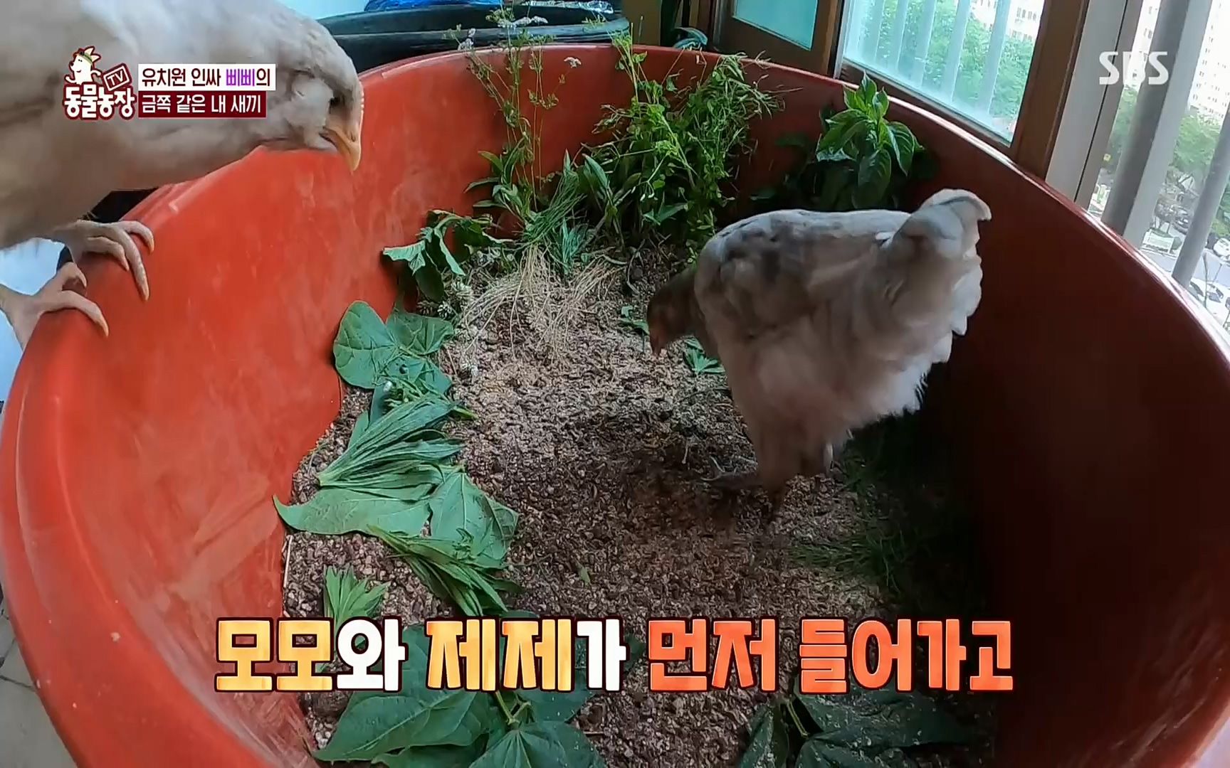 TV 동물농장.E1073.220612p.H264-F1RST.mp4_20220612_181340.121.jpg