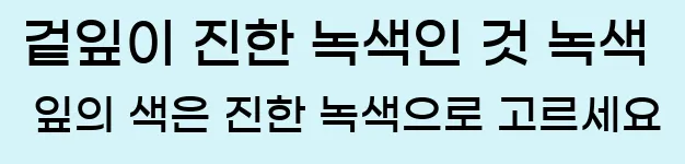  1. 겉잎이 진한 녹색인 것 녹색 잎의 색은 진한 녹색으로 고르세요.
