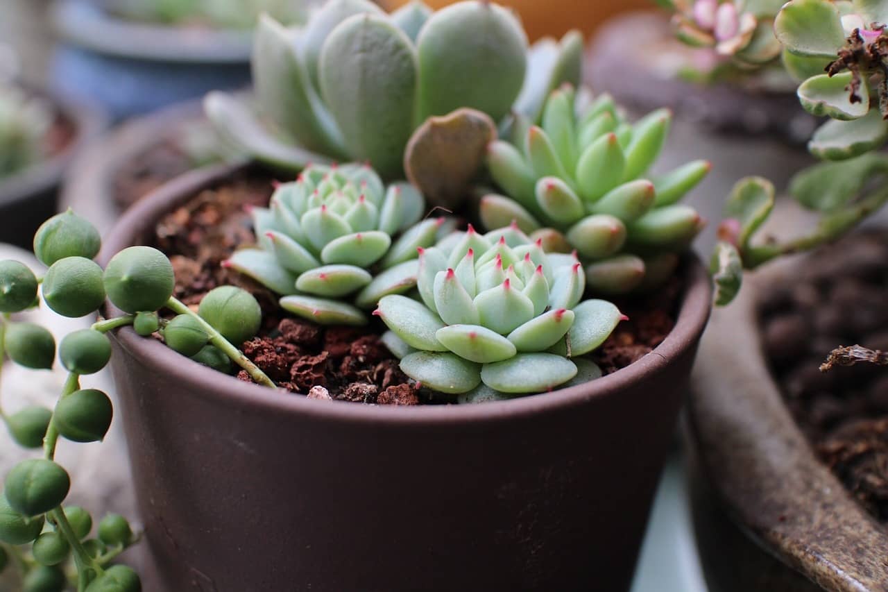 초보자를 위한 다육식물 키우기 가이드 – 실내 환경, 물 주기, 관리 요령까지 - Indoor Plant Selection Tips for Beginners