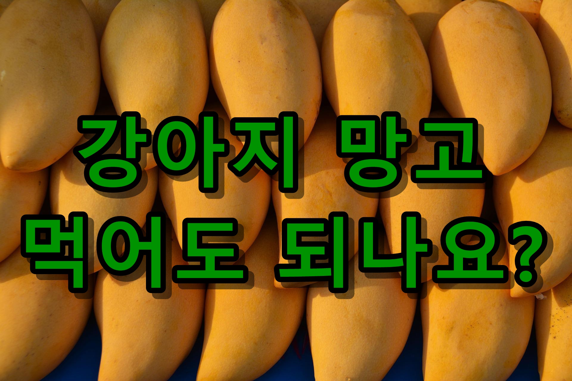 강아지 망고 먹어도 되나요?