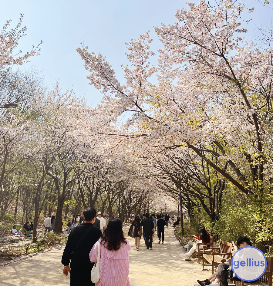 서울숲 살펴 볼 장소 아홉 번째&#44; 벚꽃 길