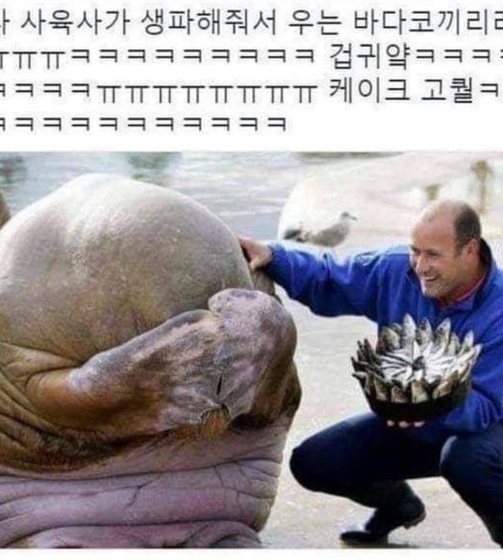  사육사가 생파해줘서 우는 바다코끼리