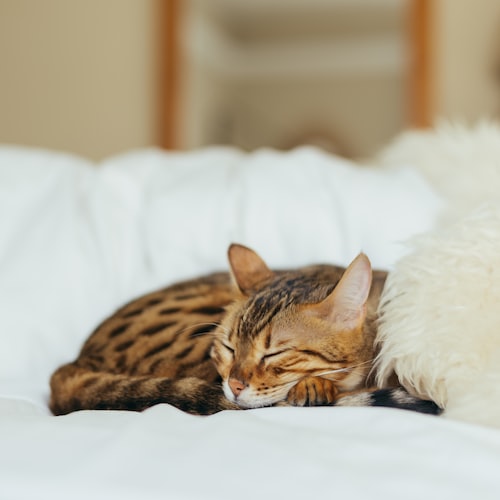 Cat Grooming and Care Basics