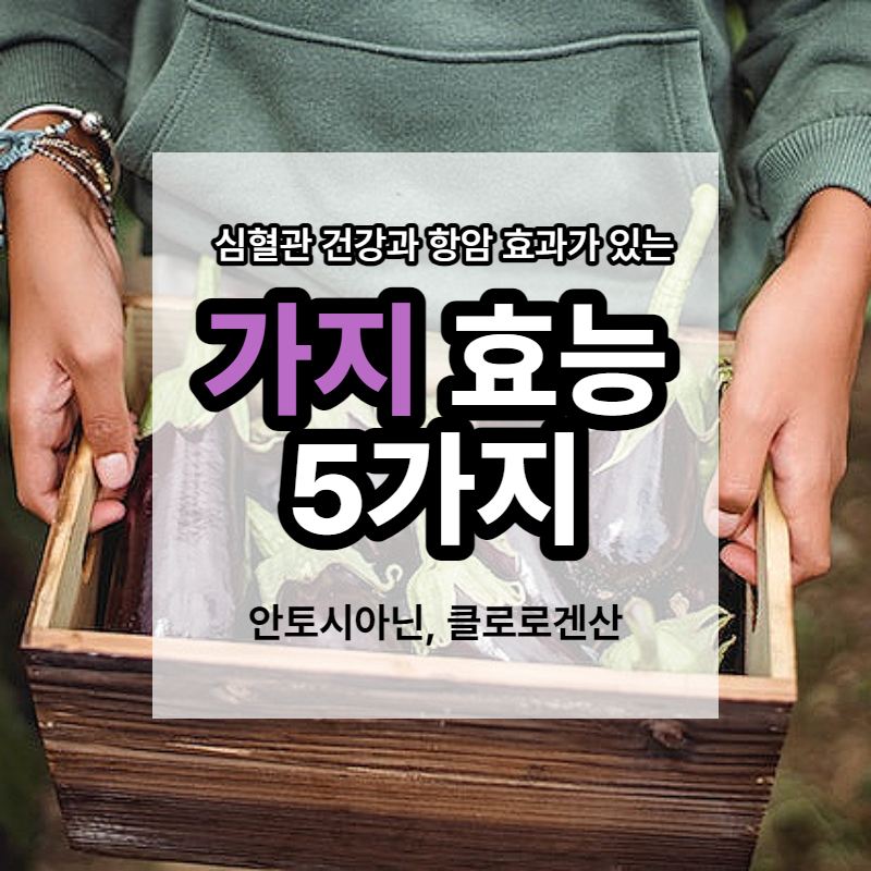 가지 항암 효과