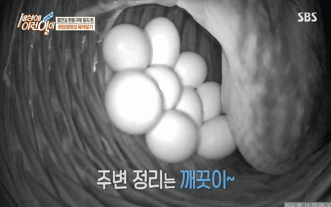 순간포착 세상에 이런일이.E1188.220713p-NEXT.mp4_20220713_175322.351.jpg