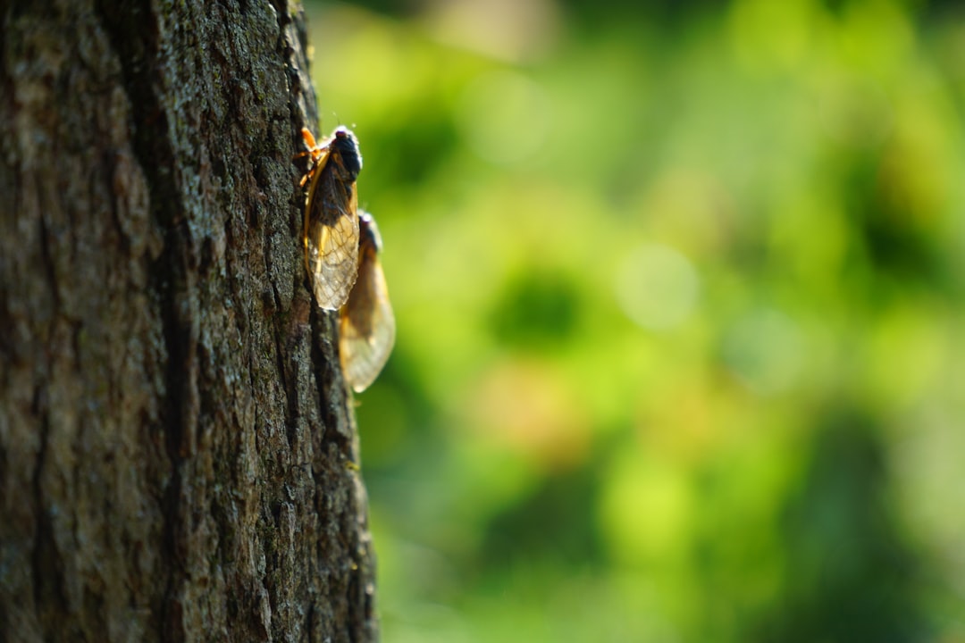 Cicada