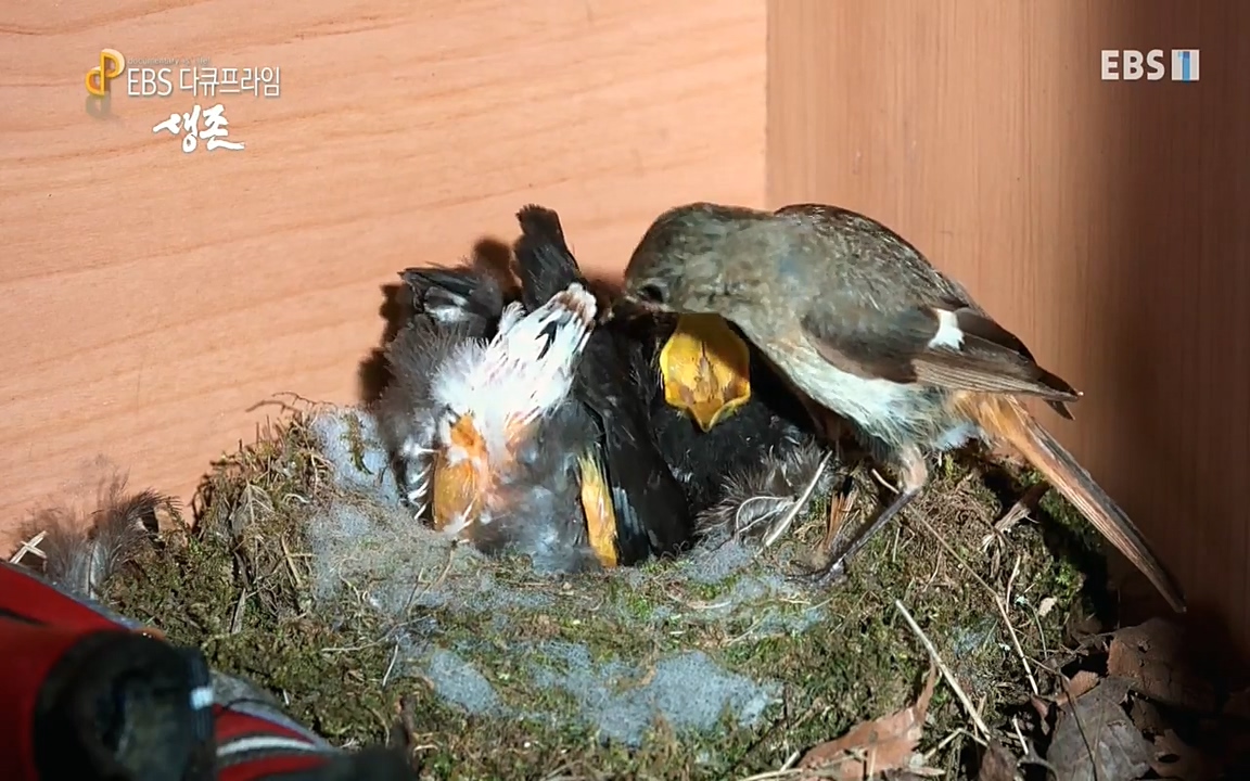 생존 3부_ EBS 다큐프라임_ 220629.avi_20220701_205002.228.jpg