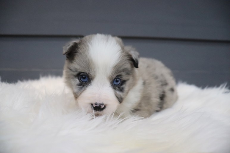 보더 콜리도산 귀엽잖아, 블루마루 7