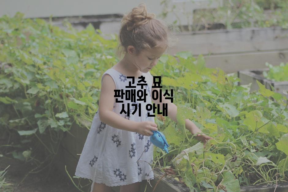 고추 묘 판매와 이식 시기 안내