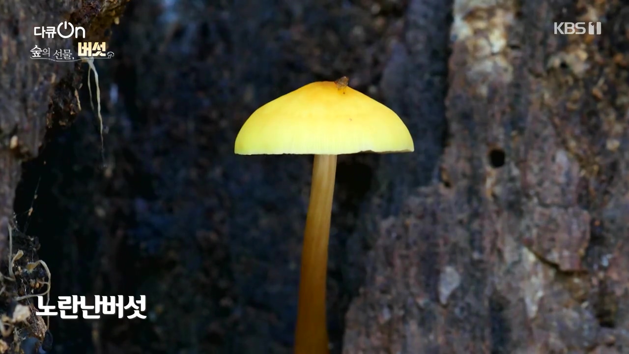 다큐 온.E227.231120p-NEXT.mp4_20231121_201838.722.jpg