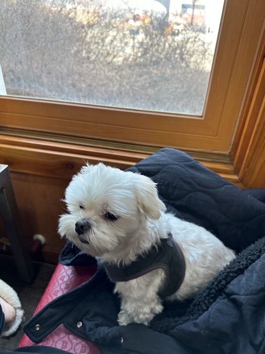 여주 반려오리 주물럭 사나에 먹는 사나에 오리 주물럭