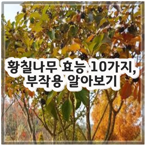 황칠나무 효능, 부작용 알아보기