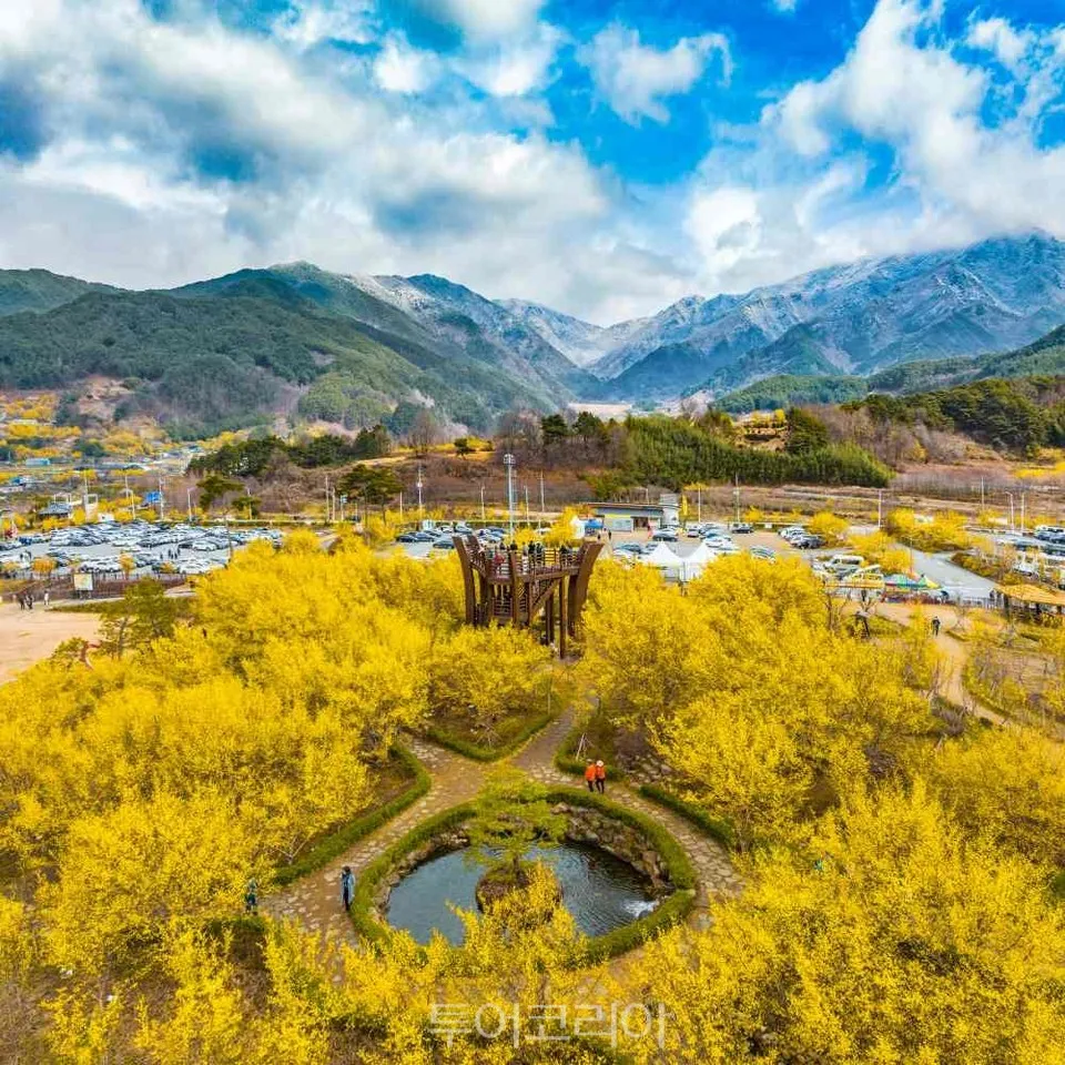 구례 산수유축제 기간 산수유마을 개화시기_2