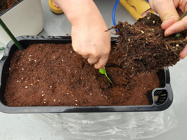 테라스 텃밭 집에서 방울토마토를 기르다 19