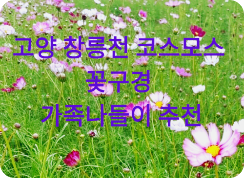 창릉천 코스모스