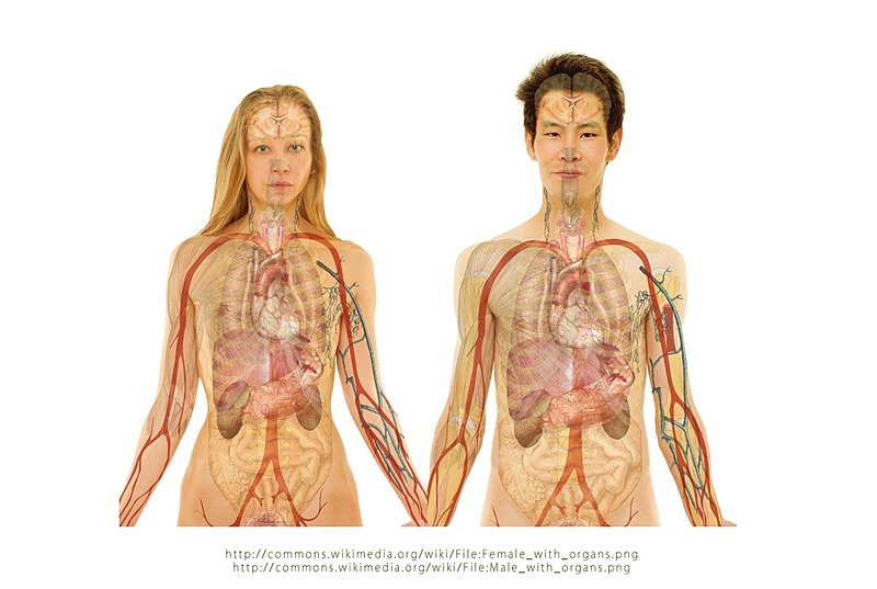 사람 신체기관 사진