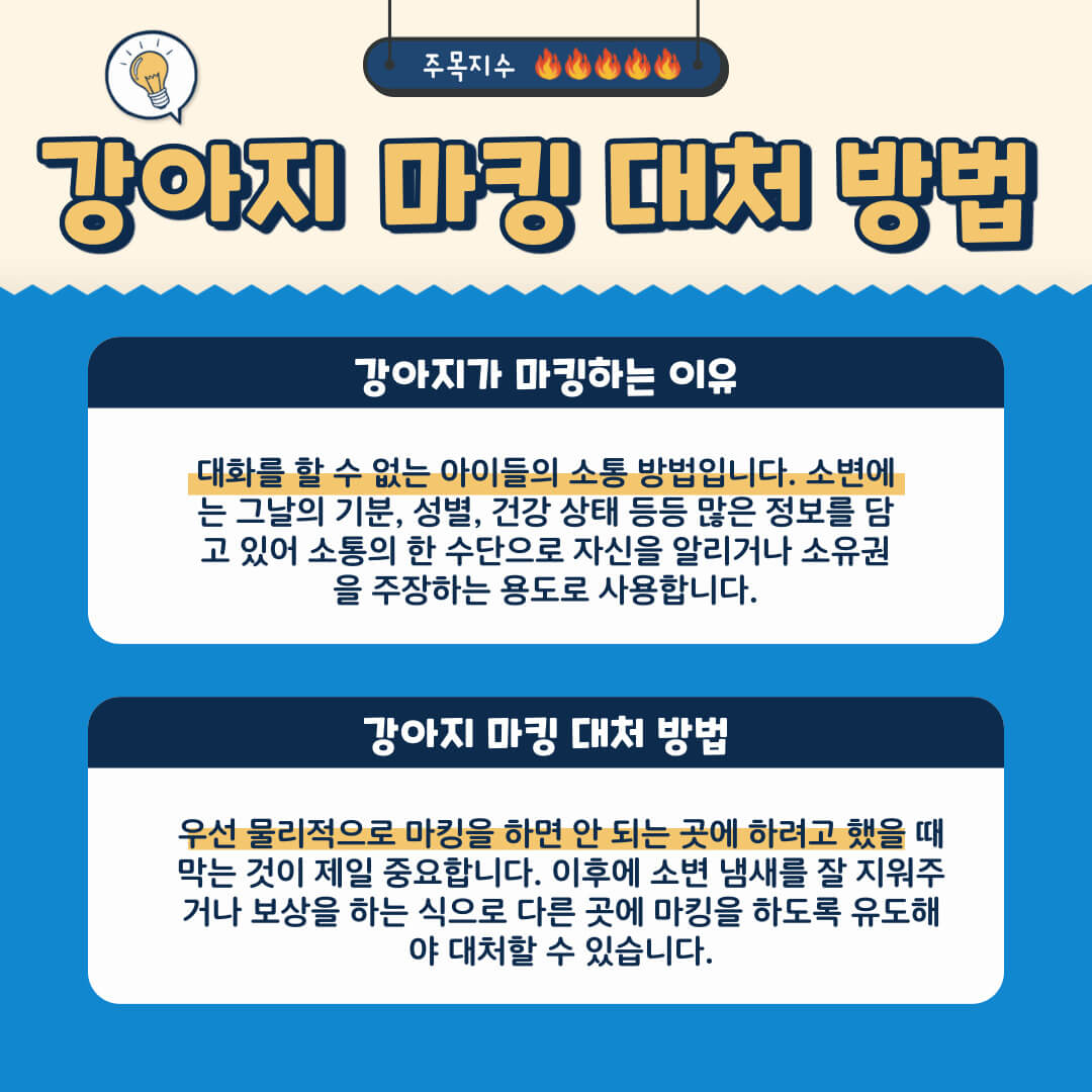 실내 마킹하는 강아지의 교육 방법