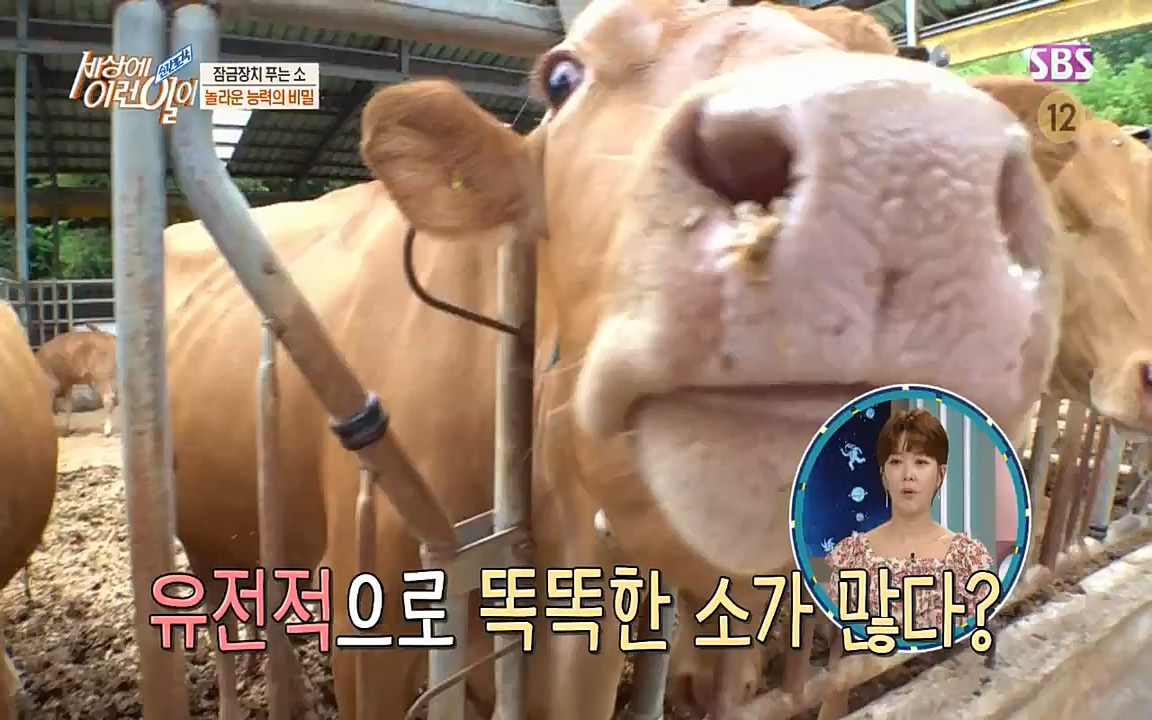 순간포착 세상에 이런일이.E1190.220727p-NICE.mp4_20220727_202106.315.jpg