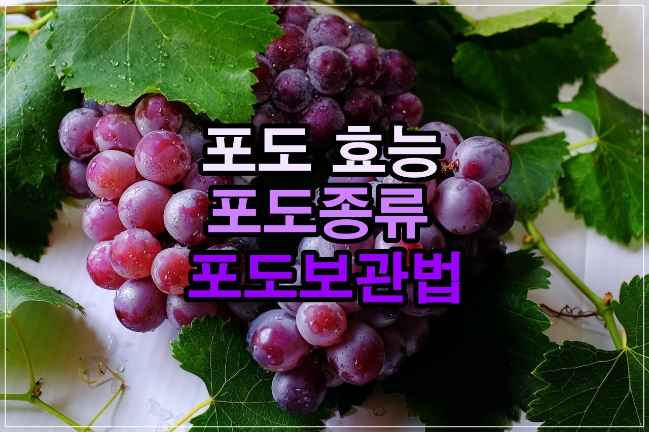 포도 종류와 포도 효능/ 포도고르는 법/ 보관법 알아보기