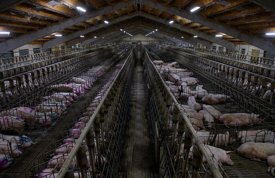  [exposure/animal rights] Factory: An Industrial Exploited Pig