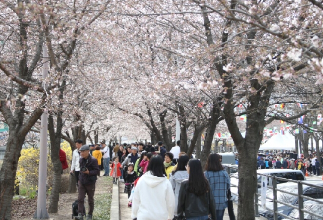 안양충훈벚꽃축제 경기 벚꽃 축제 명소 주차장