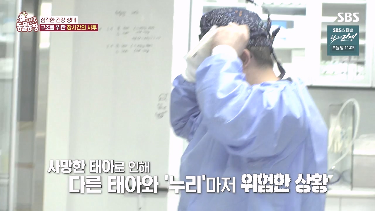 TV 동물농장.E1142.231023p-NEXT.mp4_20231022_174016.332.jpg