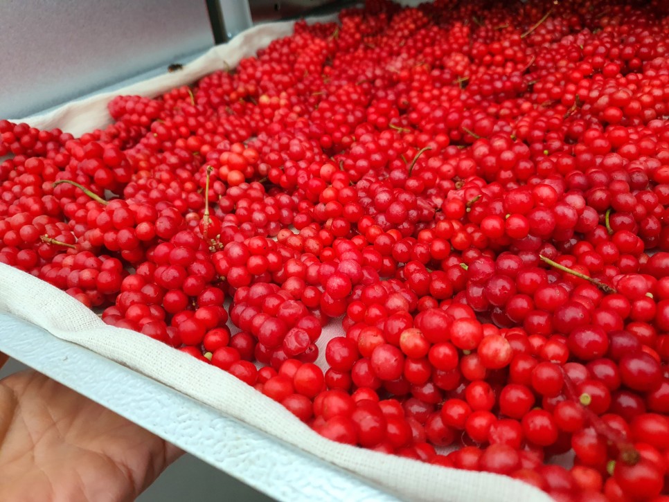 오미자의 오미자(五味子)가 남긴 2021년 2