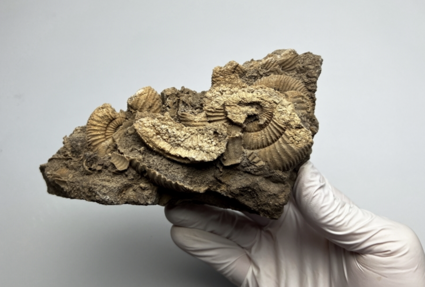 암모나이트 군집화석
