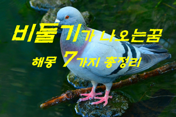  비둘기꿈 해몽 7가지 총정리
