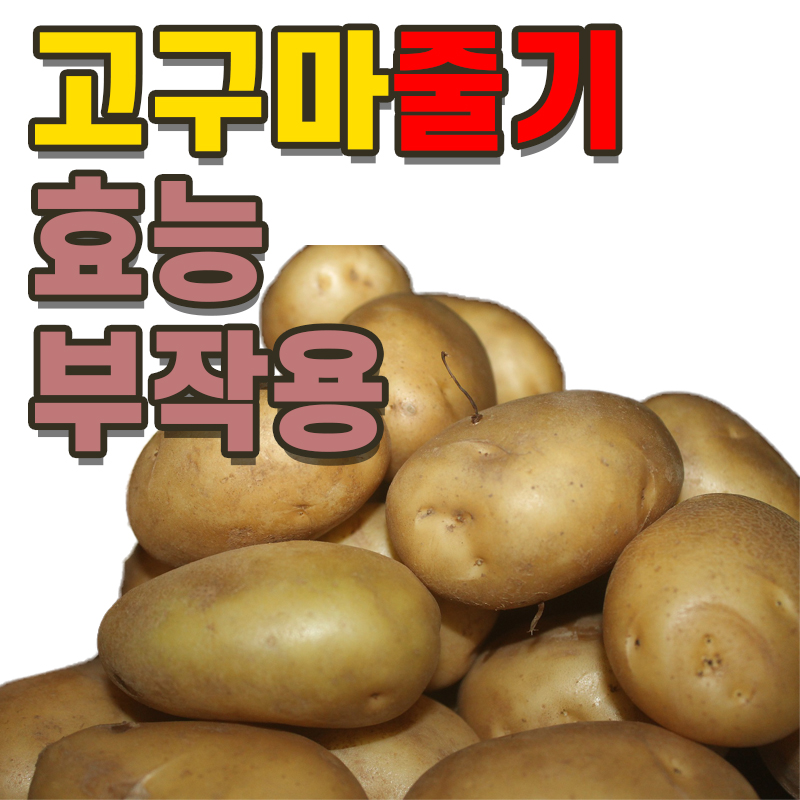 고구마줄기 효능과 부작용 고구마줄기 효능과 부작용