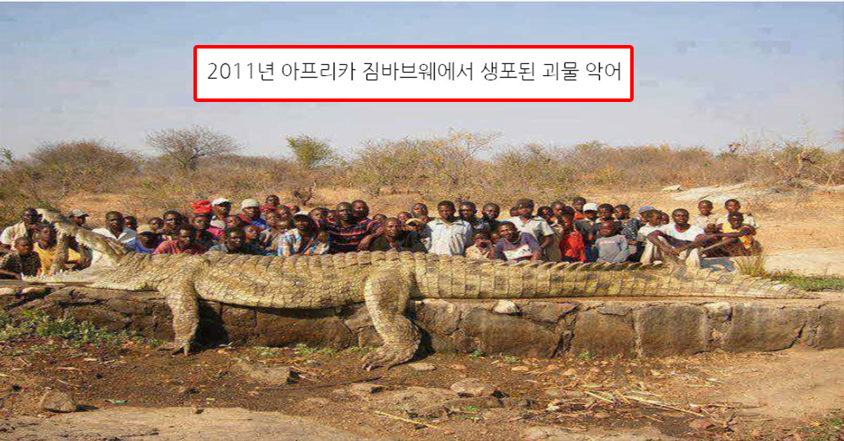  현존하는 초월적 크기의 생물들ㄷㄷ